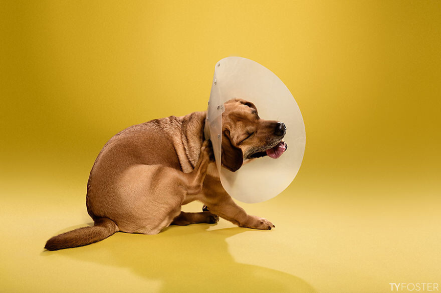 I Photograph Dogs Wearing Cones Of Shame