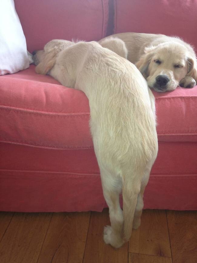"How did my brother get his back legs up there?"