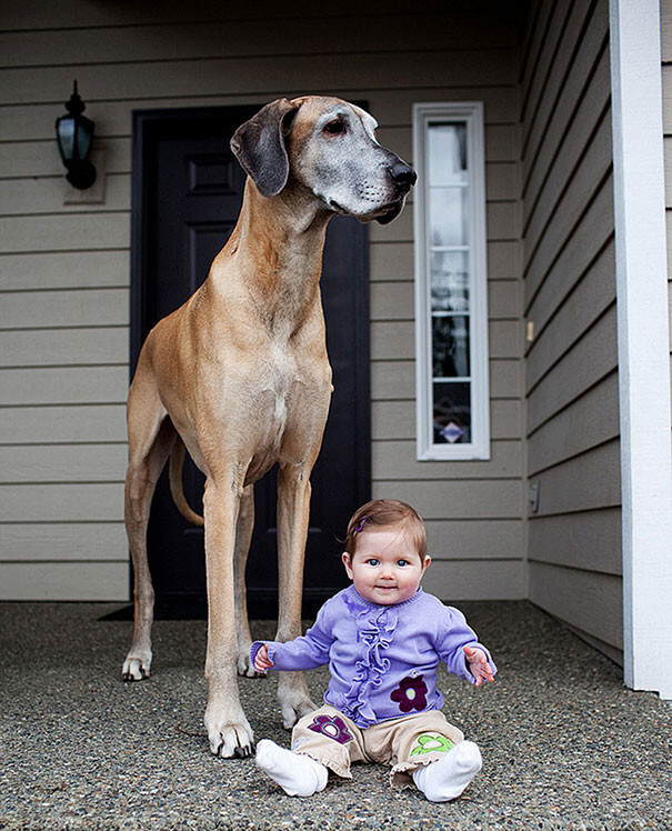 50 Dogs Who Don’t Understand How BIG They Are