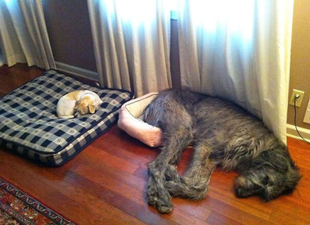 50 Dogs Who Don’t Understand How BIG They Are