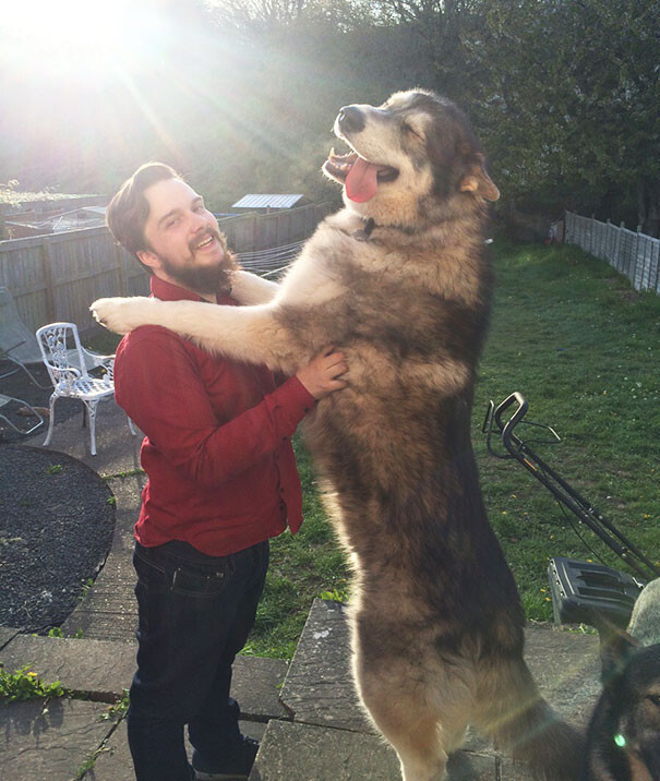 50 Dogs Who Don’t Understand How BIG They Are