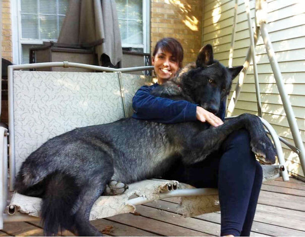 50 Dogs Who Don’t Understand How BIG They Are