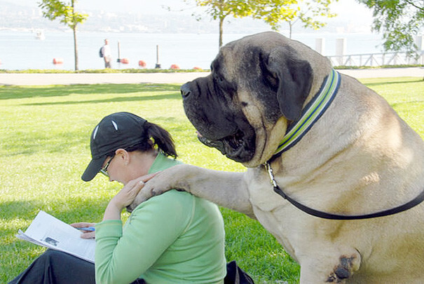 50 Dogs Who Don’t Understand How BIG They Are