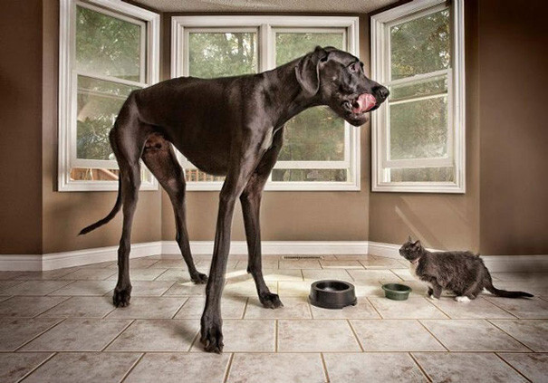 50 Dogs Who Don’t Understand How BIG They Are