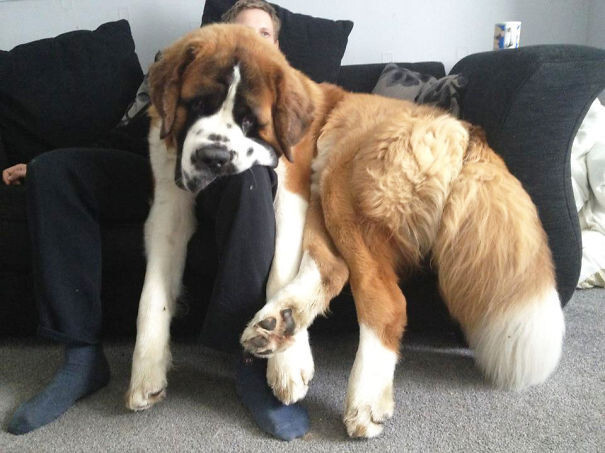 50 Dogs Who Don’t Understand How BIG They Are