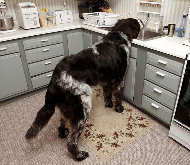 50 Dogs Who Don’t Understand How BIG They Are