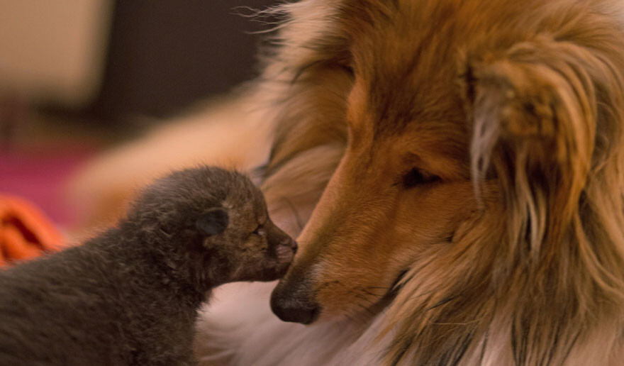 After His Mom Died In A Car Accident, This Cub Was Adopted By A Dog