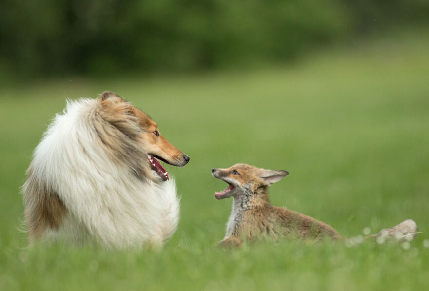 “Our collie acts as a foster mum for the little ones”