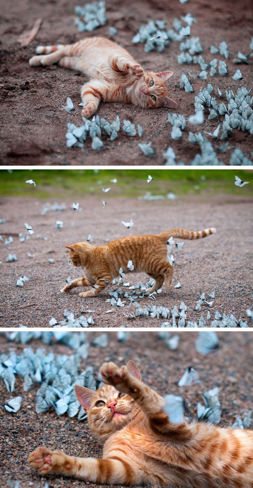 20 Animals With Butterflies Look Like Disney In Real Life