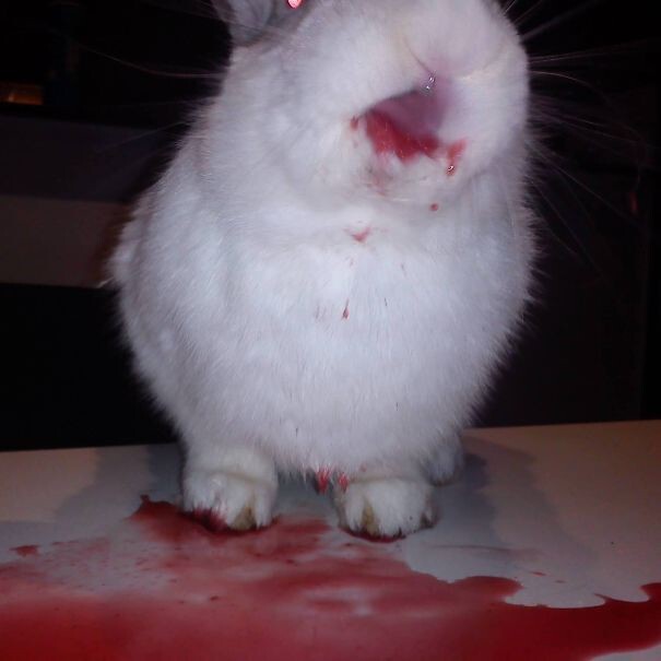 #14 Rabbit Eating Some Rapsberry Blood