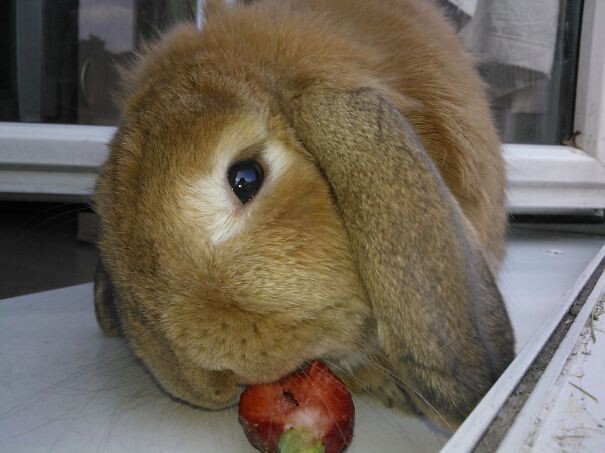 #19 Bunny Is Eating Strawberry