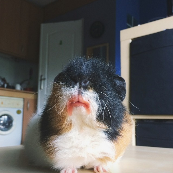 #17 Post-strawberry Guinea Pig