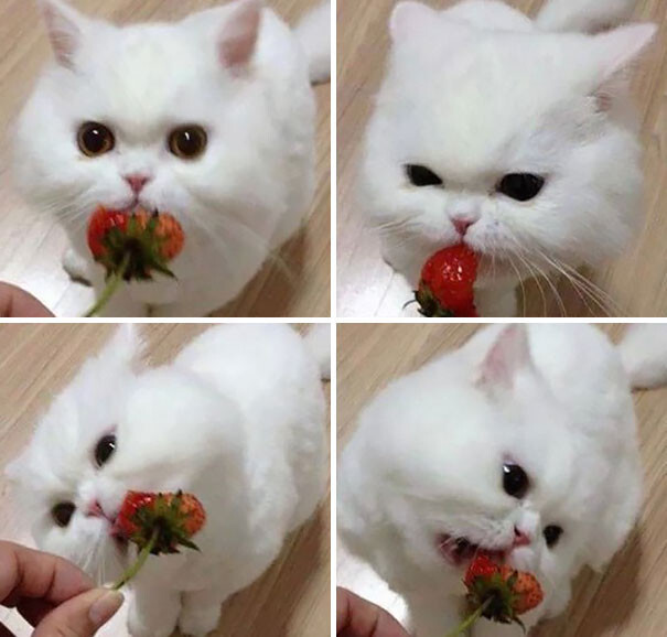 #9 Cat Eating Strawberry