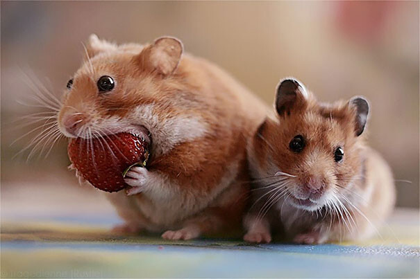 #10 Hamster Eating Strawberry