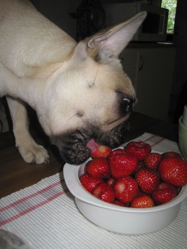 #20 Frenchie Eating Strawberries