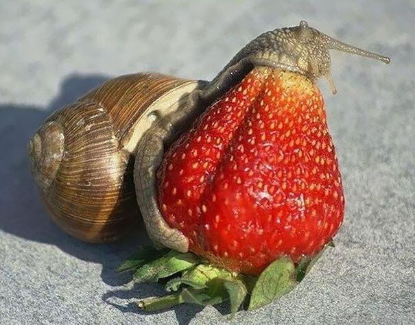 #4 Snail Eating Strawberry