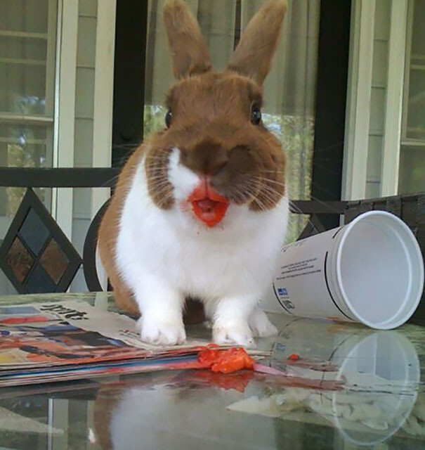 #8 Rabbit Eating Strawberry