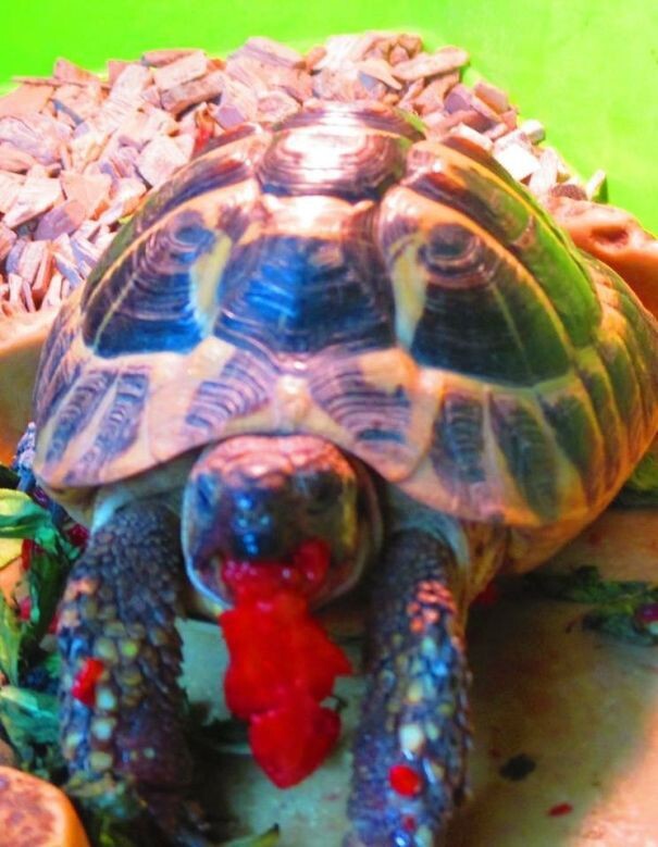 #21 Tortoise Eating Strawberry