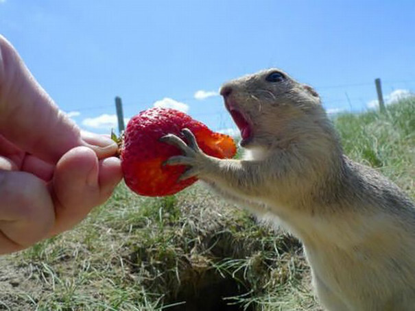 #12 Prairie Dog Eating Strawberry