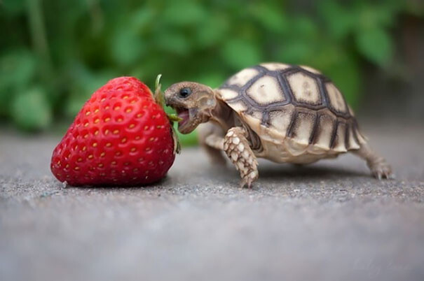 #3 Tortoise Eating Strawberry
