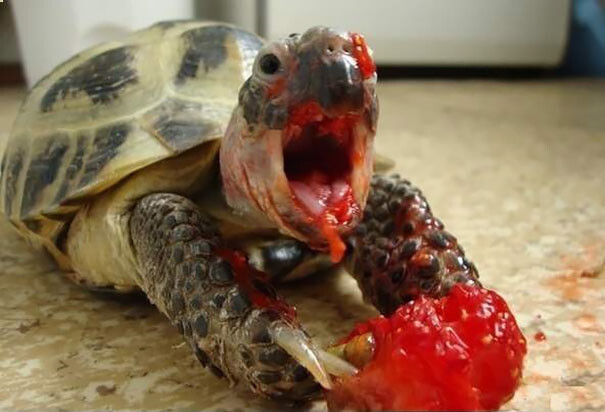 #2 Tortoise Eating Strawberry