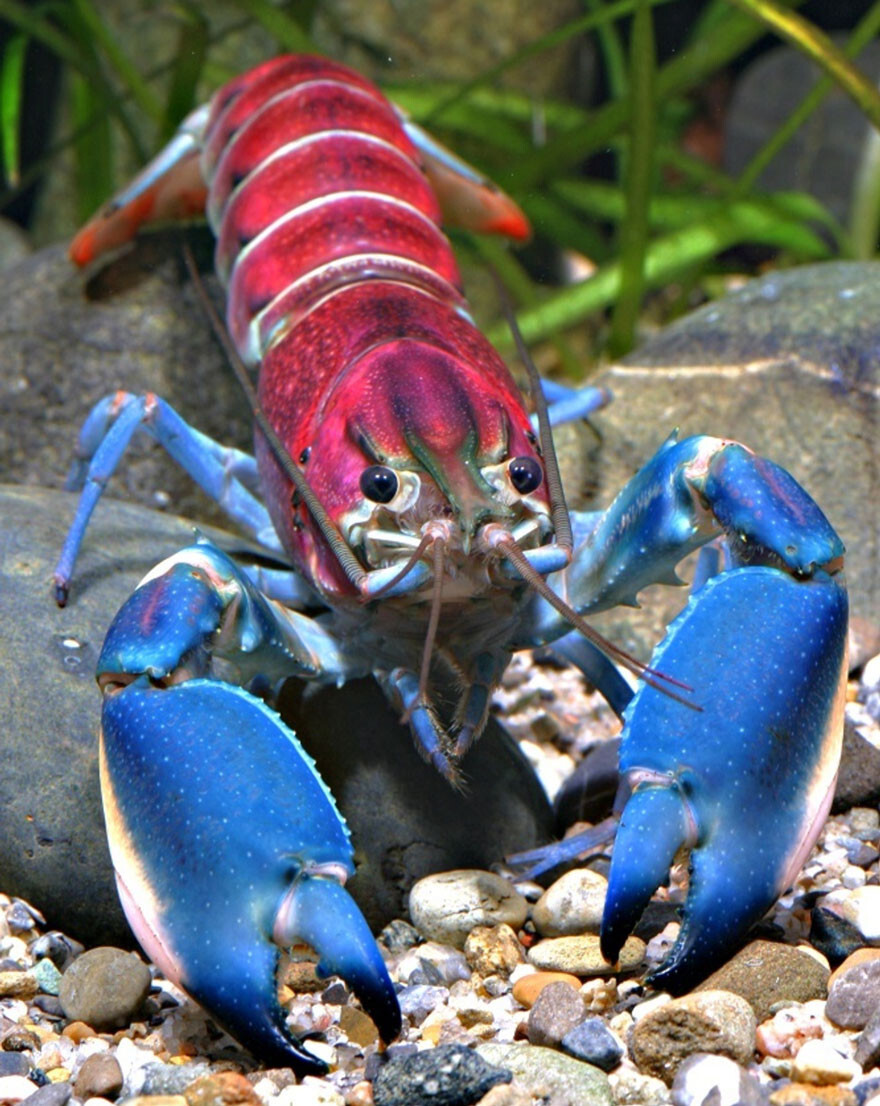 New ‘Galaxy’ Crayfish Discovered In Indonesia