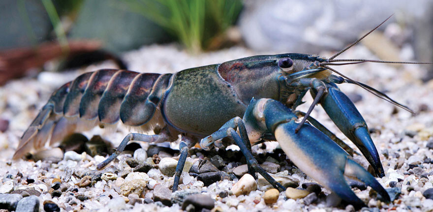 New ‘Galaxy’ Crayfish Discovered In Indonesia