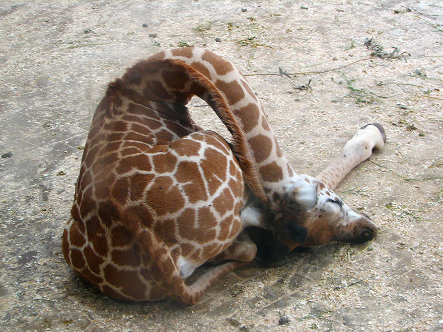 This Is How Giraffes Sleep