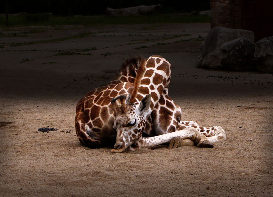 This Is How Giraffes Sleep