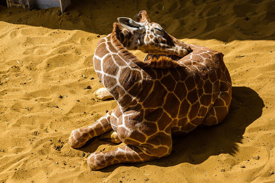 This Is How Giraffes Sleep