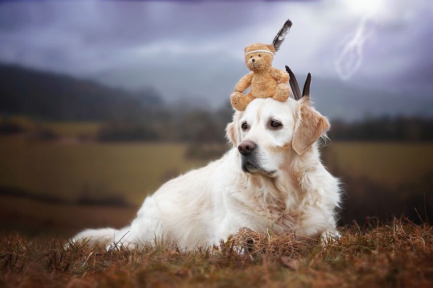 The Adventures Of Golden Retriever Mali And His Teddy Bear
