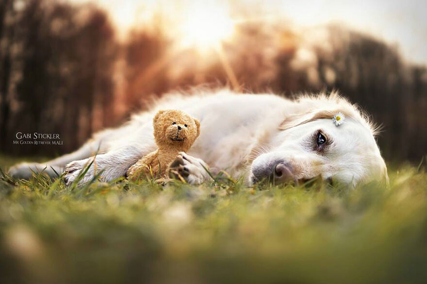 The Adventures Of Golden Retriever Mali And His Teddy Bear
