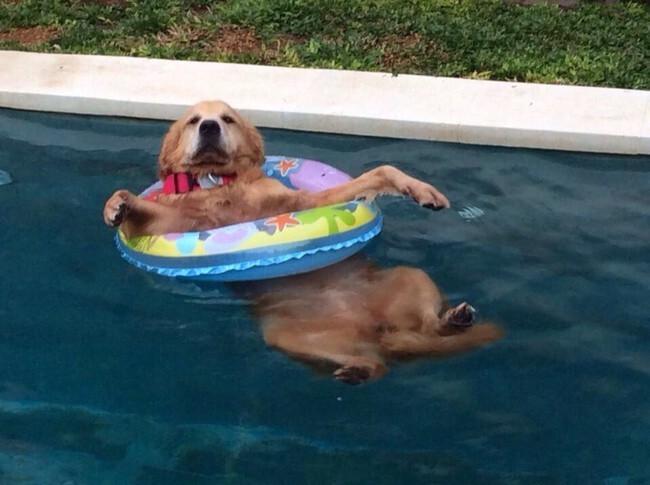 21 Poolside Pups Totally Rocking The Summer Weather