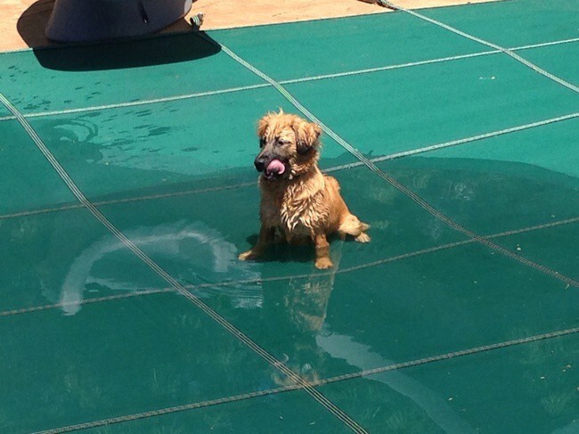 21 Poolside Pups Totally Rocking The Summer Weather
