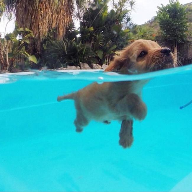 21 Poolside Pups Totally Rocking The Summer Weather