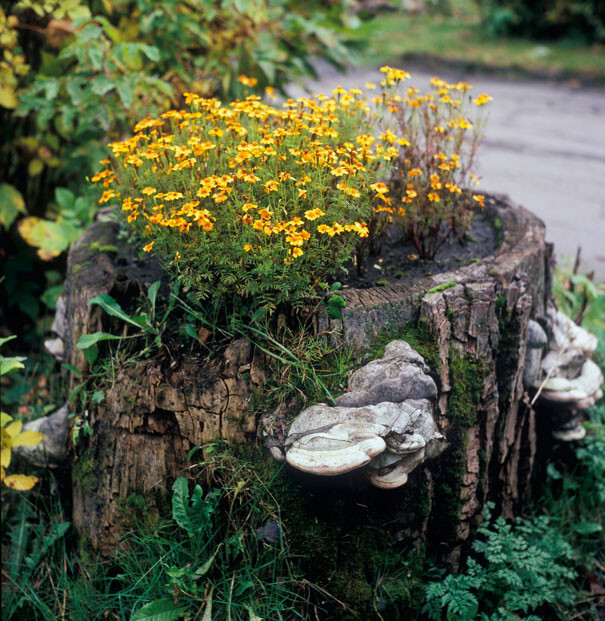 Old Tree Stumps Turned Into Beautiful Flower Planters