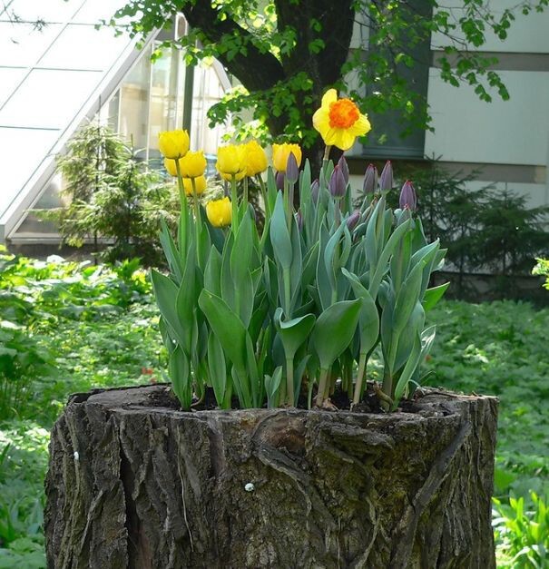 Old Tree Stumps Turned Into Beautiful Flower Planters