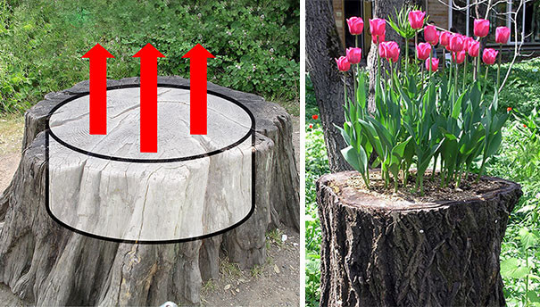 Old Tree Stumps Turned Into Beautiful Flower Planters