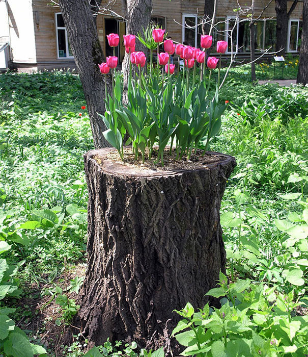 Old Tree Stumps Turned Into Beautiful Flower Planters