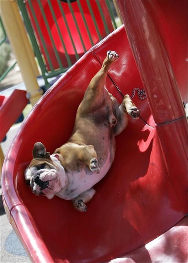 17 Dogs On Slides Learning About Gravity The Hard Way