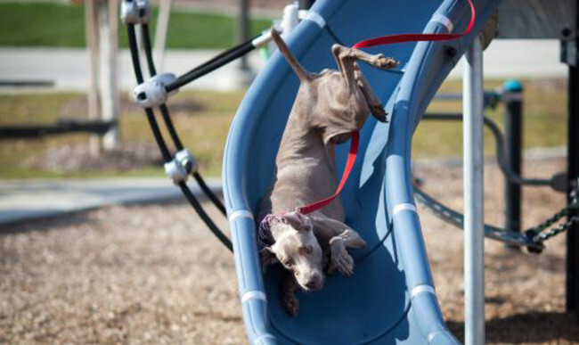 17 Dogs On Slides Learning About Gravity The Hard Way