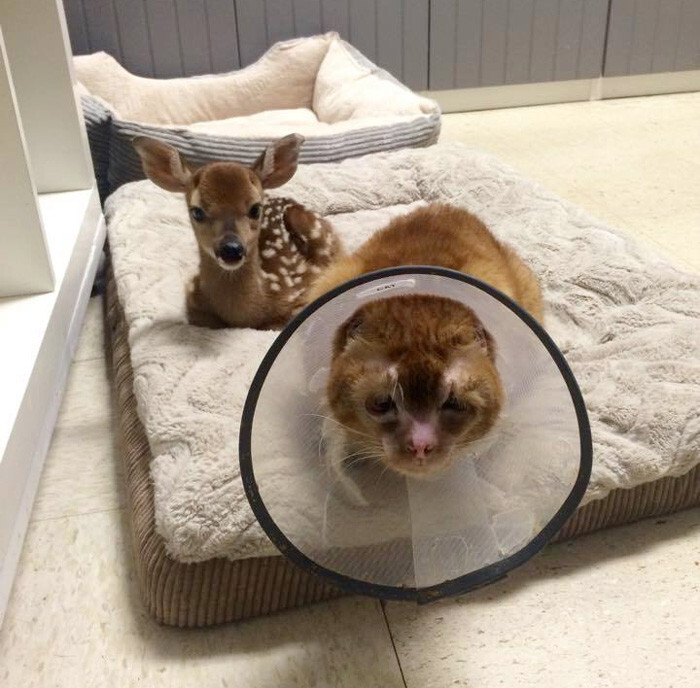 Cat Rescued From Fire Now Nurses Other Animals In Pet Hospital