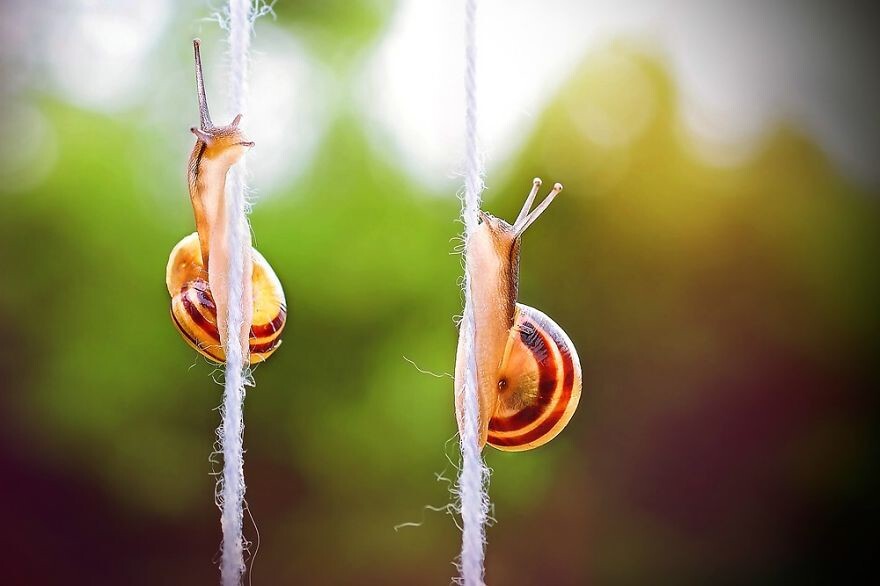 Beautiful And Courageous Snails