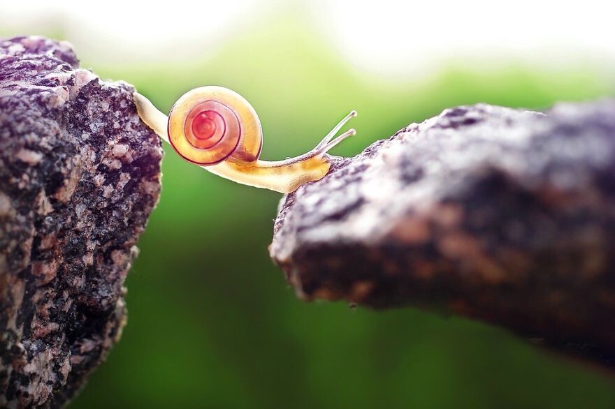 Beautiful And Courageous Snails