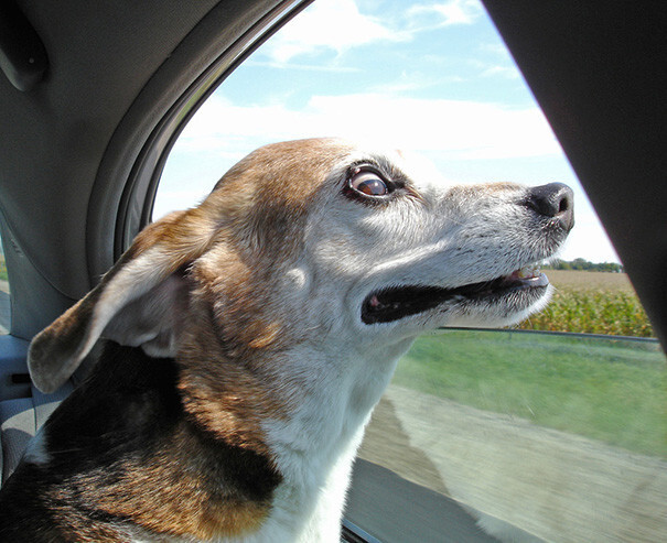 50 Funny Dogs That Love Car Rides More Than Anything