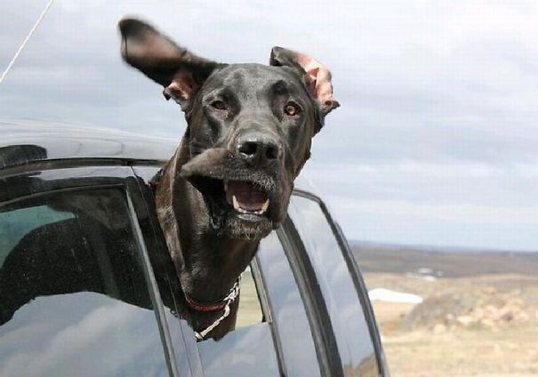 50 Funny Dogs That Love Car Rides More Than Anything