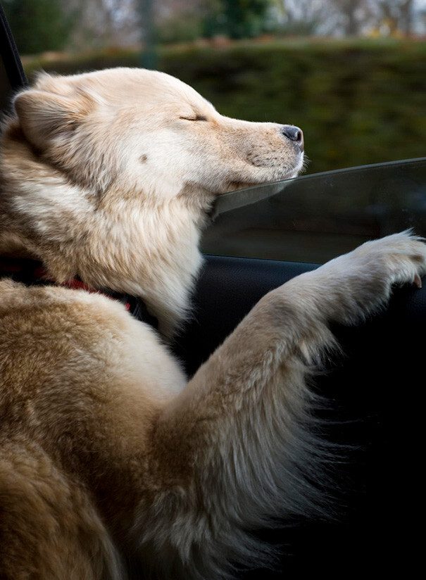 50 Funny Dogs That Love Car Rides More Than Anything