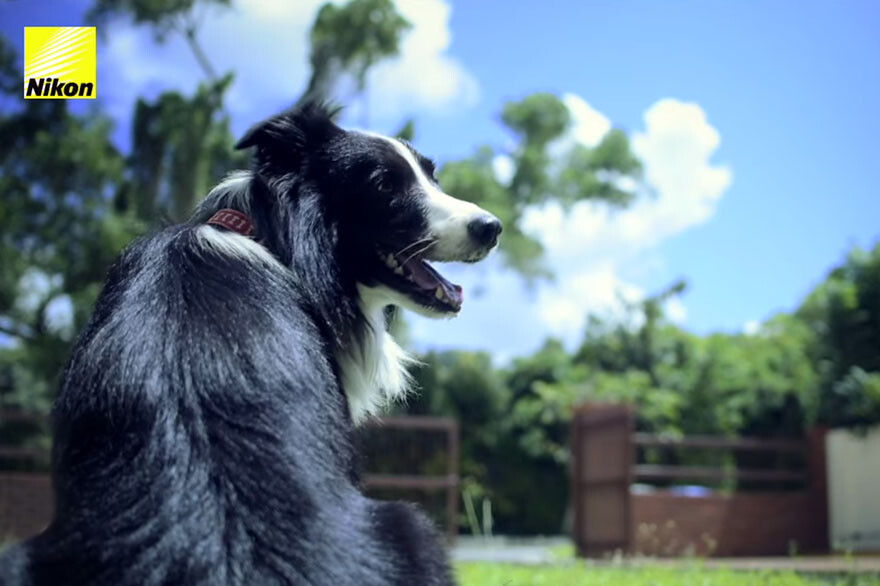 The ‘Phodographer’ Dog Uses Heart Rate Monitor That Snaps Pics