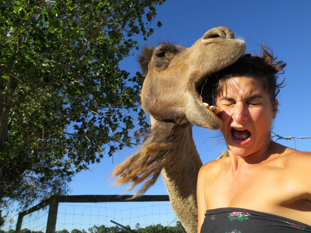 Just don’t take photos near animals, tbh.