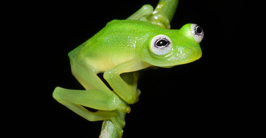 #7 Real Life Kermit The Frog